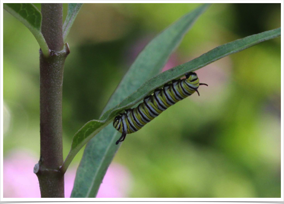 Monarch on Milkweed
Bibb County, Alabama